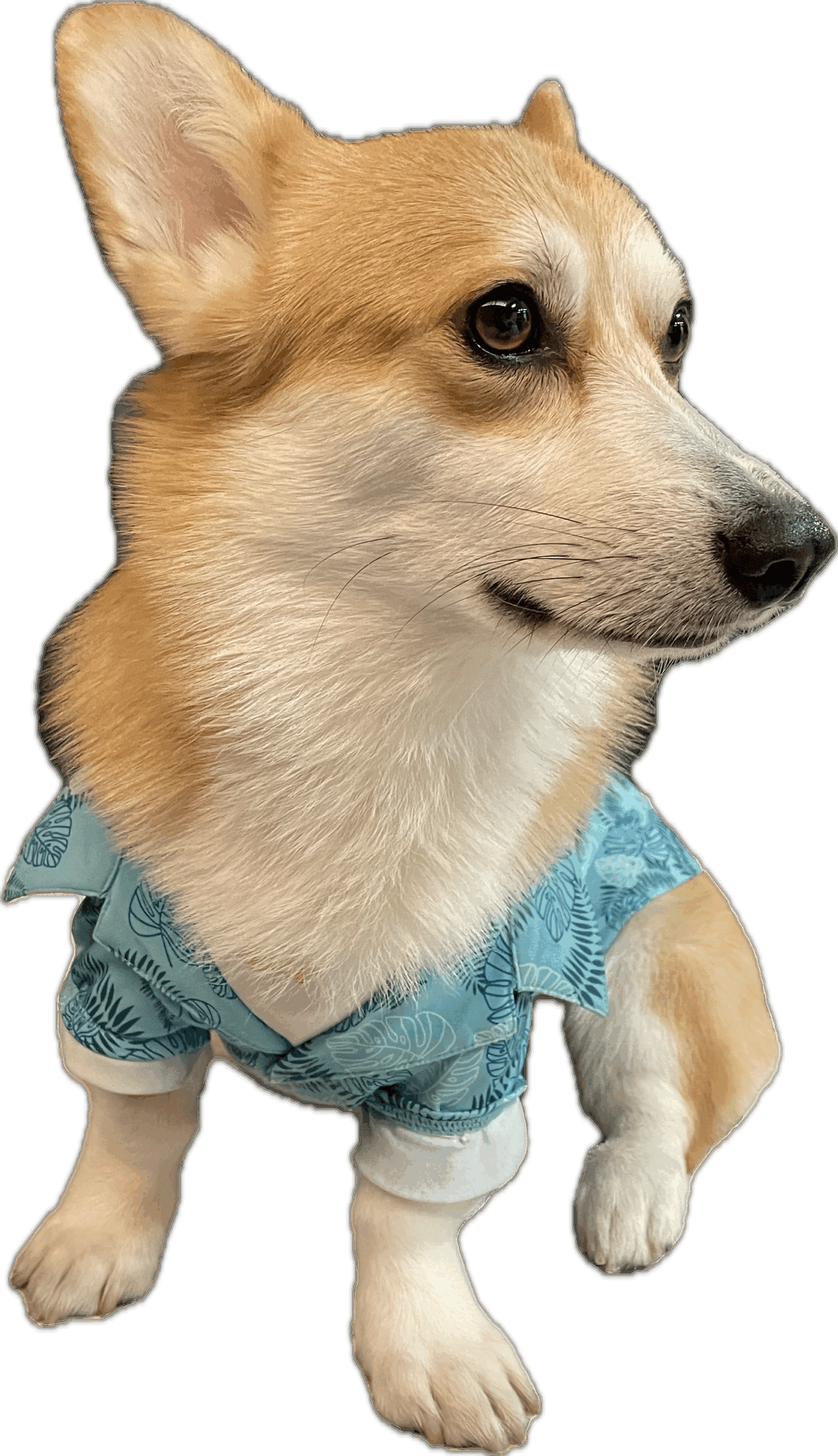 青色のアロハ柄のシャツを着たウェルシュ・コーギー・ペンブローグの犬が横を向いてお座りしてる様子