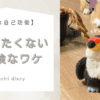 「傷つきたくないが危険なワケ〜過剰な自己防衛〜」というブログタイトルが書かれたアイキャッチ画像。右側には、オニオオハシのぬいぐるみ”ねぐち”と後ろにはコーギーが伏せている様子が写った写真がある。