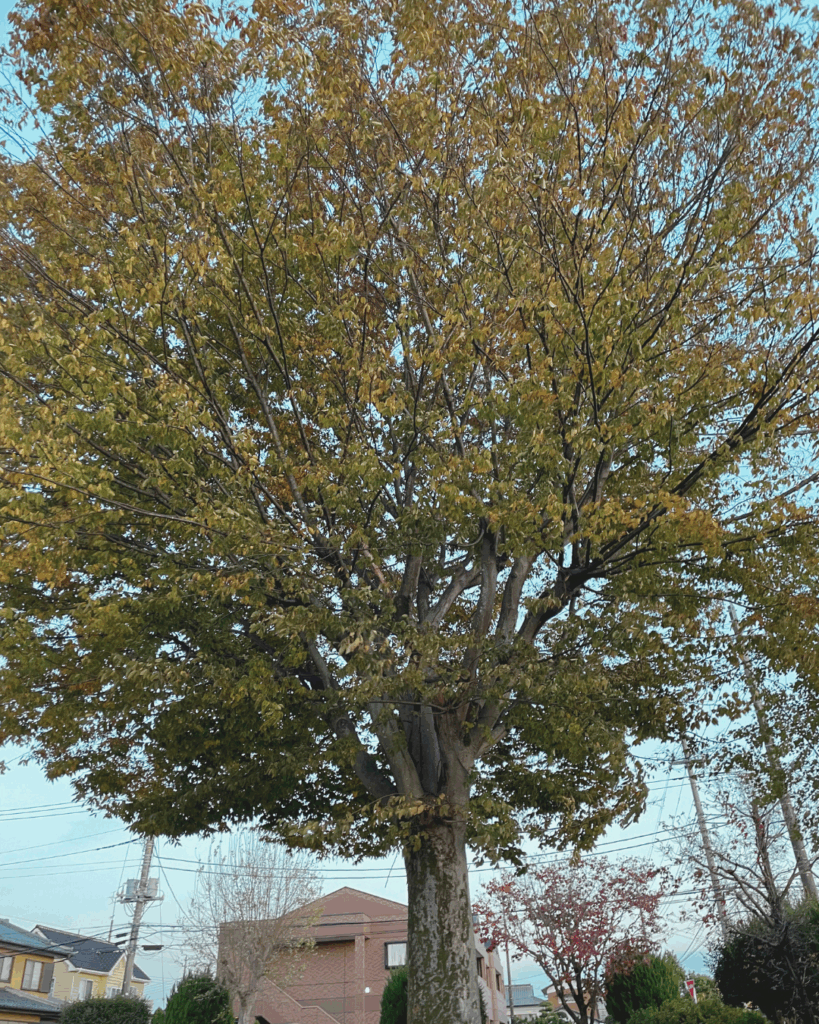 大きな木を下から撮影した写真。
緑と黄色が混ざった葉っぱがあるため、秋の風景を感じる。
