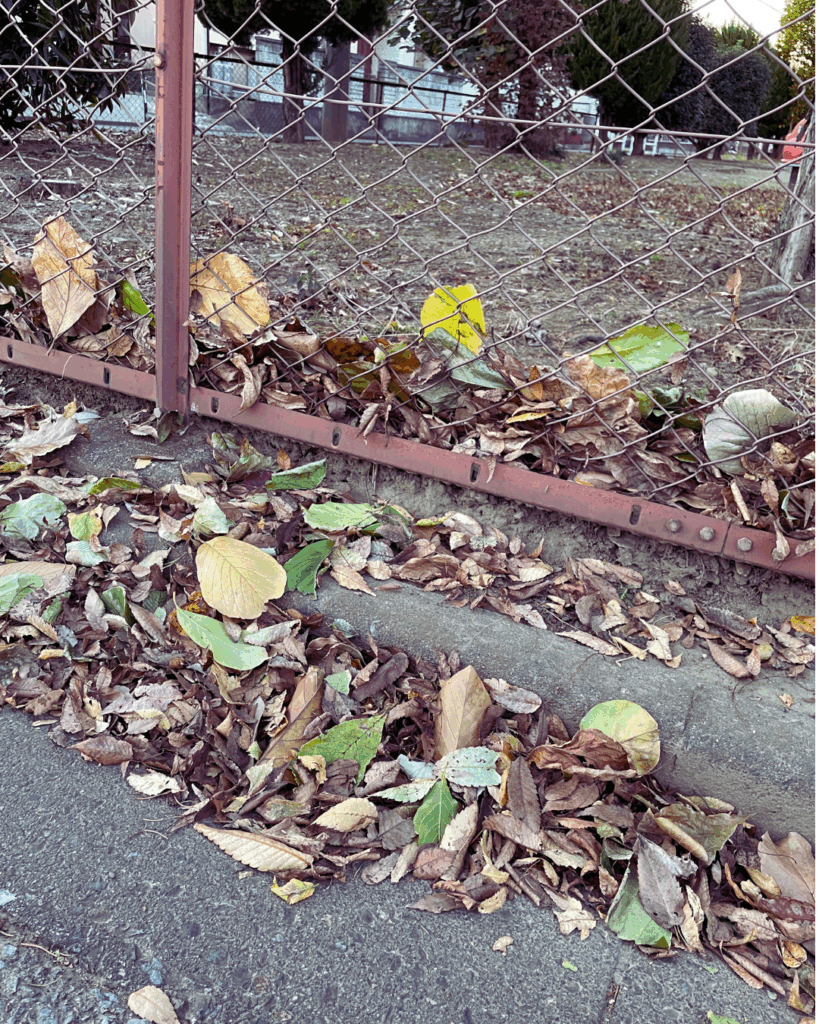 道路脇のフェンス下に、落ち葉が溜まっている様子を撮影した写真