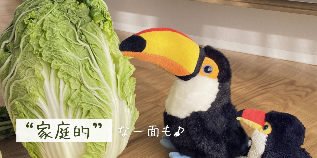 大きな白菜の横で、親子のように並ぶ2羽のオニオオハシのぬいぐるみ。「“家庭的”な一面も♪」という文字が入り、料理や家事を連想させるほのぼのとした雰囲気になっている。